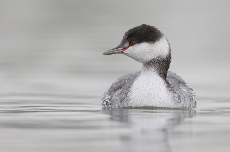 Horned Grebe (Podiceps auritus) photo
