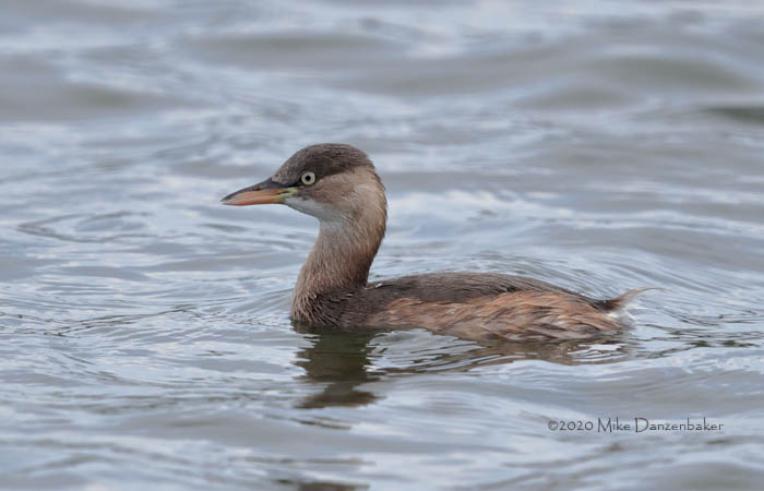 Little Grebe (Tachybaptus ruficollis) photo