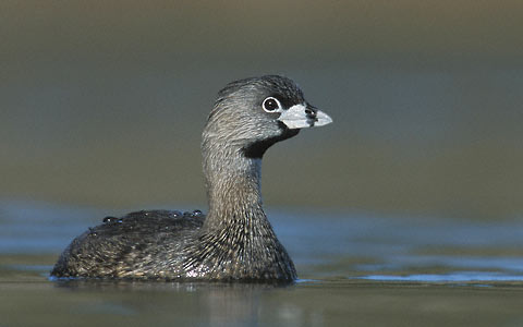 Pied-billed Grebe (Podilymbus podiceps) photo image