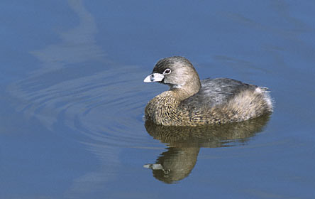 Pied-billed Grebe (Podilymbus podiceps) photo image