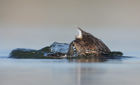 Pied-billed Grebe (Podilymbus podiceps) photo