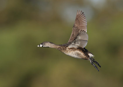 Pied-billed Grebe (Podilymbus podiceps) photo