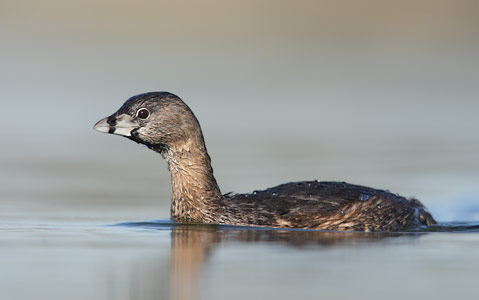 Pied-billed Grebe (Podilymbus podiceps) photo