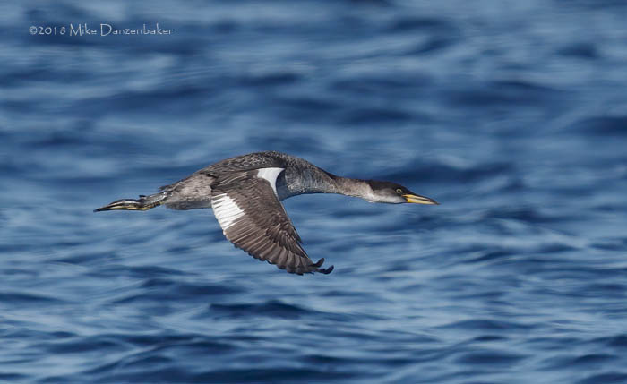 Red-necked Grebe (Podiceps grisegena) photo