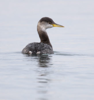 Red-necked Grebe (Podiceps grisegena) photo