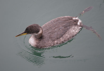 Red-necked Grebe (Podiceps grisegena) photo