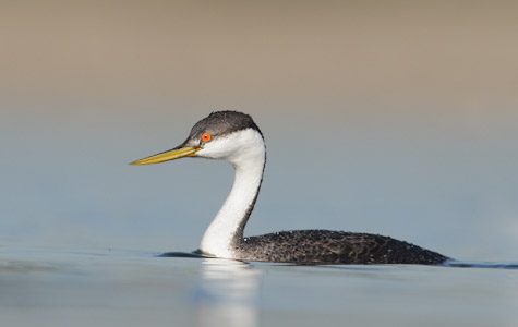 Western Grebe (Aechmophorus occidentalis) photo