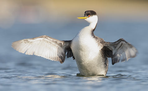 Western Grebe (Aechmophorus occidentalis) photo