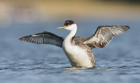 Western Grebe (Aechmophorus occidentalis) photo