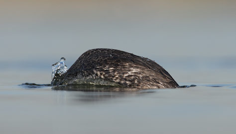 Western Grebe (Aechmophorus occidentalis) photo
