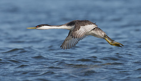 Western Grebe (Aechmophorus occidentalis) photo