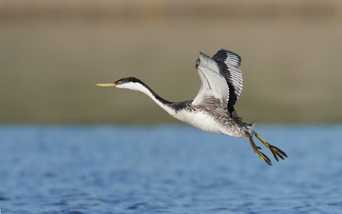 Western Grebe (Aechmophorus occidentalis) photo