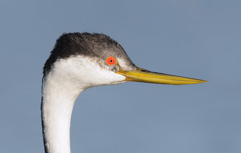Western Grebe (Aechmophorus occidentalis) photo
