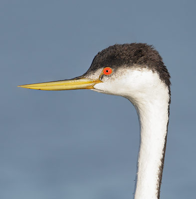 Western Grebe (Aechmophorus occidentalis) photo