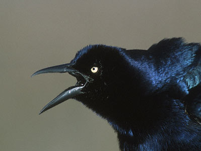 Great-tailed Grackle (Quiscalus mexicanus) photo image