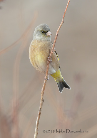 Grey-capped Greenfinch (Carduelis sinica) photo