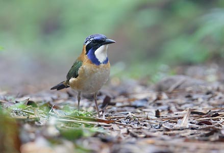 Pitta-like Ground-Roller (Atelornis pittoides) photo