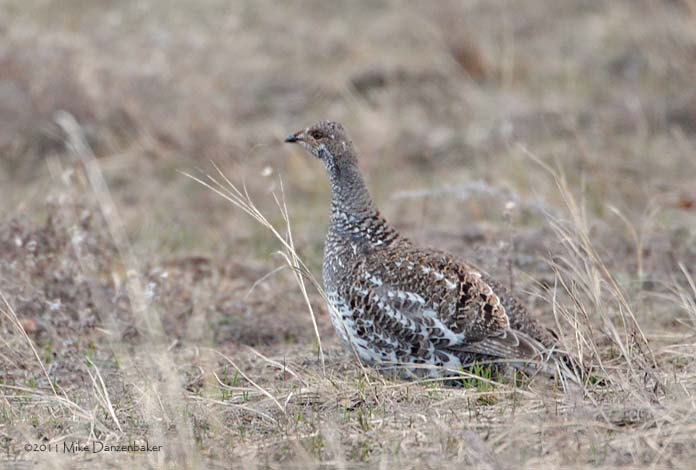 Dusky Grouse (Dendragapus obscurus) photo