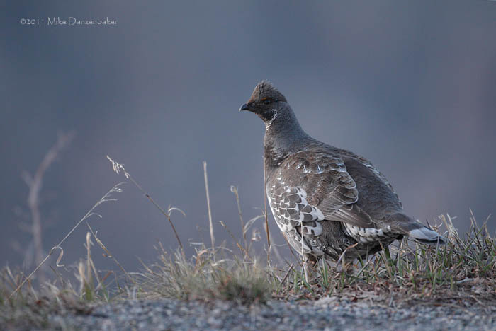 Dusky Grouse (Dendragapus obscurus) photo