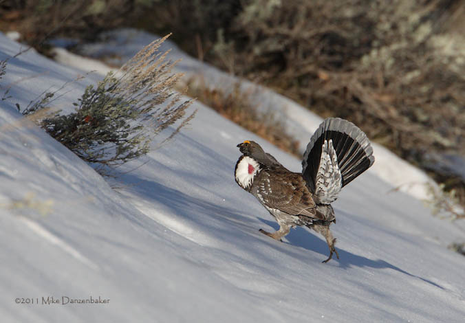 Dusky Grouse (Dendragapus obscurus) photo