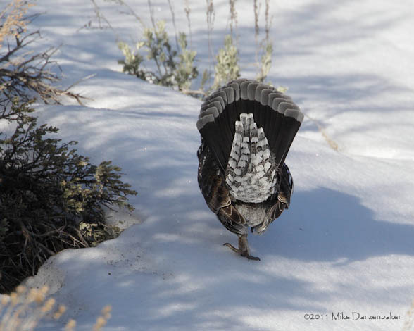 Dusky Grouse (Dendragapus obscurus) photo