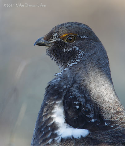 Dusky Grouse (Dendragapus obscurus) photo
