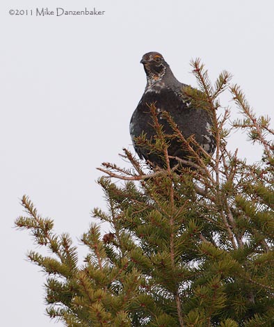 Dusky Grouse (Dendragapus obscurus) photo