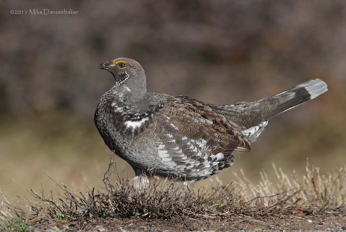 Dusky Grouse (Dendragapus obscurus) photo