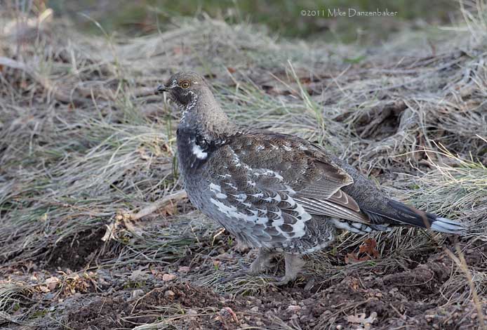 Dusky Grouse (Dendragapus obscurus) photo