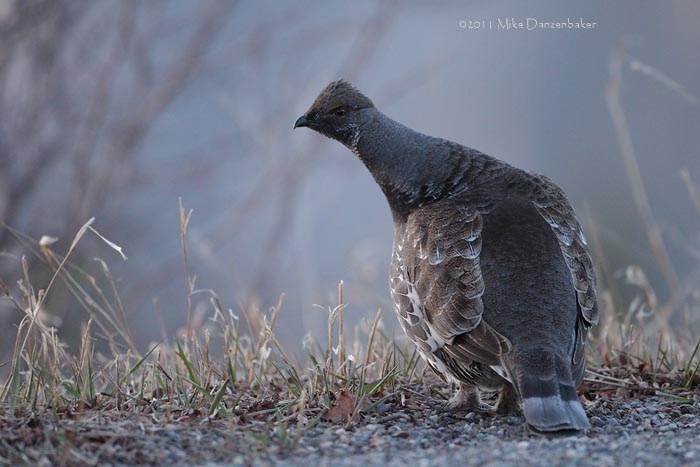 Dusky Grouse (Dendragapus obscurus) photo