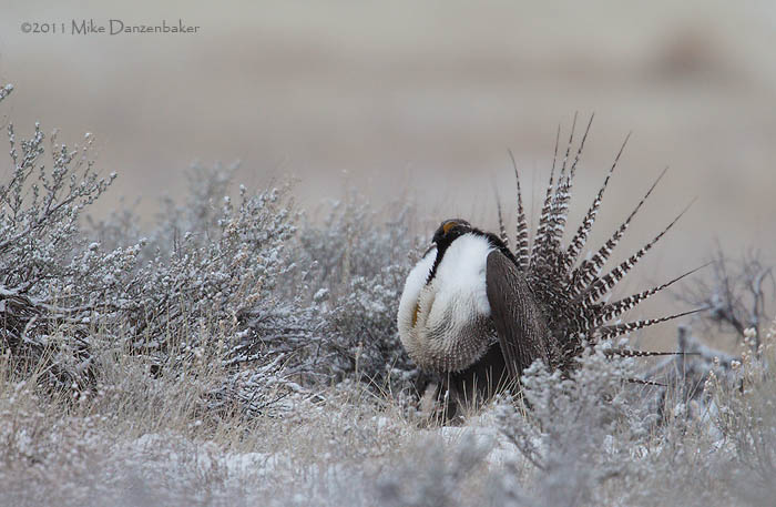 Gunnison Grouse (Centrocercus minimus) photo