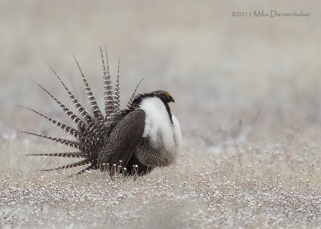 Gunnison Grouse (Centrocercus minimus) photo