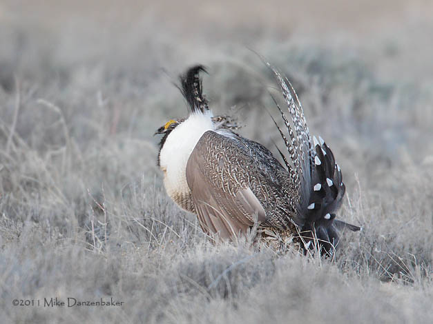 Gunnison Grouse (Centrocercus minimus) photo