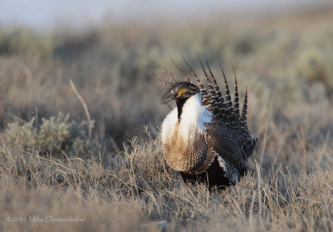 Gunnison Grouse (Centrocercus minimus) photo