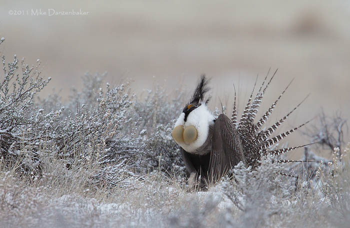 Gunnison Grouse (Centrocercus minimus) photo