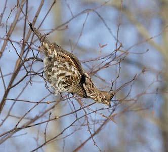 Ruffed Grouse (Bonasa umbellus) photo
