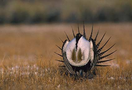 Sage Grouse (Centrocercus urophasianus) photo image
