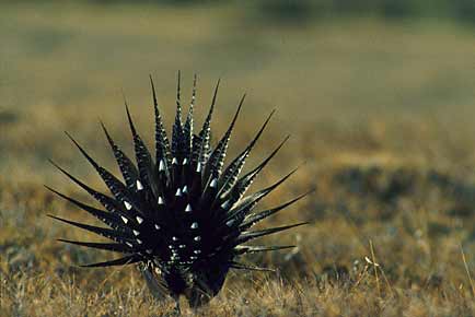 Sage Grouse (Centrocercus urophasianus) photo image