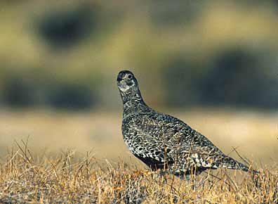 Sage Grouse (Centrocercus urophasianus) photo image