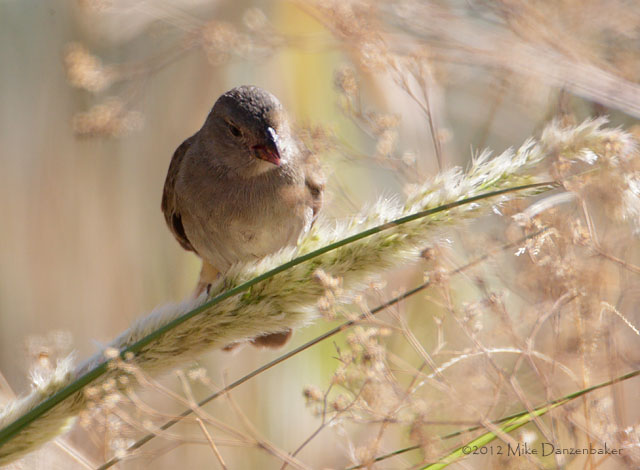 Dull-colored Grassquit (Tiaris obscurus) photo