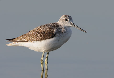 Common Greenshank (Tringa nebularia) photo