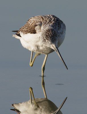 Common Greenshank (Tringa nebularia) photo
