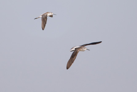 Common Greenshank (Tringa nebularia) photo