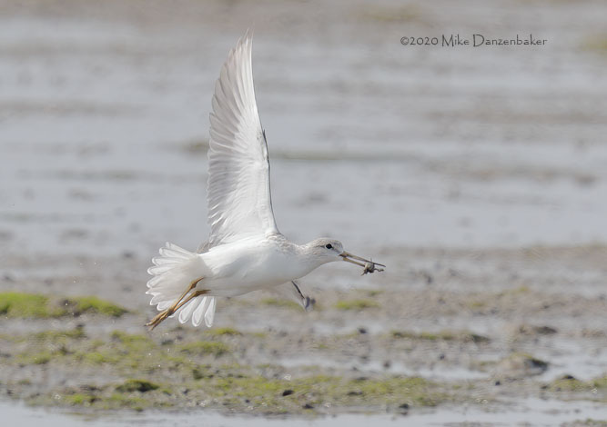 Nordmann's Greenshank (Tringa guttifer) photo