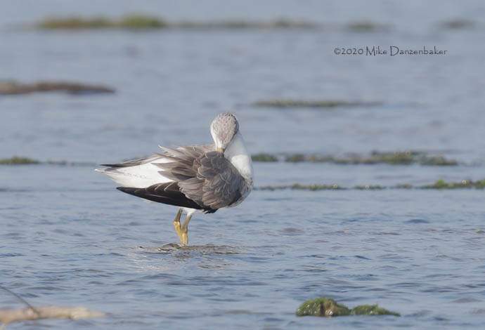 Nordmann's Greenshank (Tringa guttifer) photo