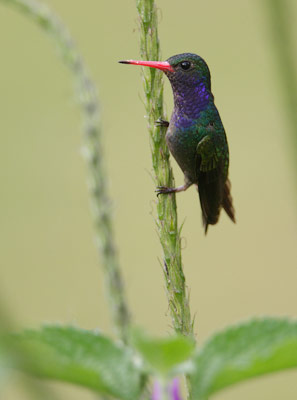 Blue-throated Goldentail (Hylocharis eliciae) photo