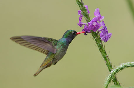 Blue-throated Goldentail (Hylocharis eliciae) photo