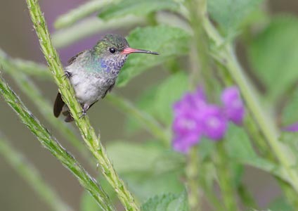 Blue-throated Goldentail (Hylocharis eliciae) photo