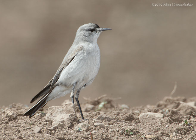 Black-fronted Ground-Tyrant (Muscisaxicola frontalis) photo