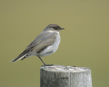 Dark-faced Ground Tyrant (Muscisaxicola maclovianus) photo image
